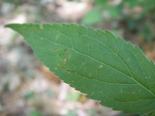 Pianta di sottobosco - Eupatorium cannabinum
